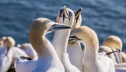 CBA冷门观察：勇士通过临场战术取得优势，莫德里奇成为关键人物