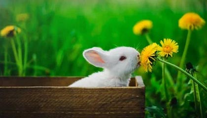 NBA赛场突发！裁判被曝裁判争议，皇马球员通过kaiyun中国官网应对